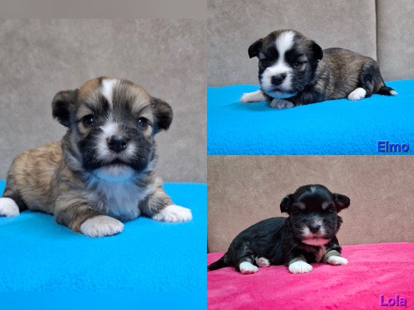 Bichon havanese kiskutyák