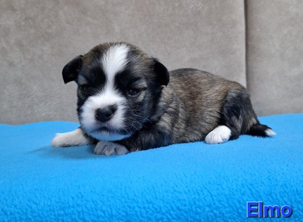 Bichon havanese kiskutyák