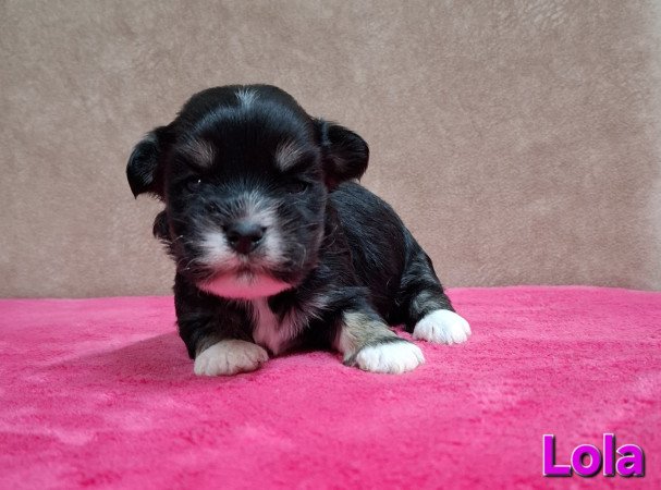 Bichon havanese kiskutyák