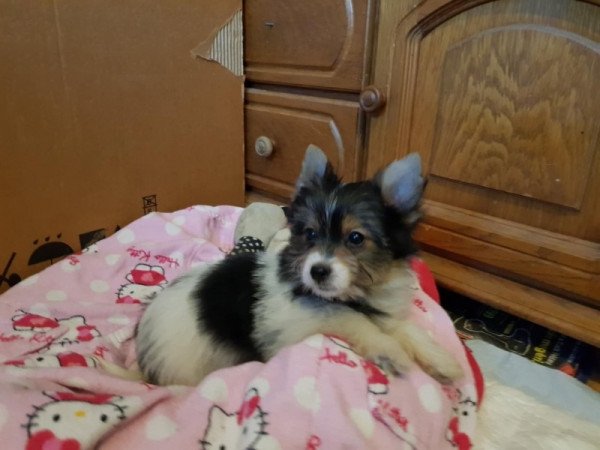 Biewer yorki yorkshire