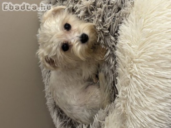 Bishon havanese extramini kislányok