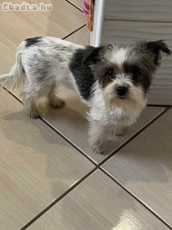 Bishon havanese extramini kislányok