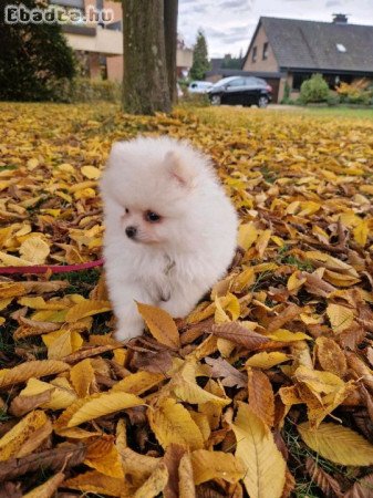 pomerániai kölykök örökbefogadásra