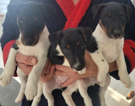 Simaszőrű foxterrier