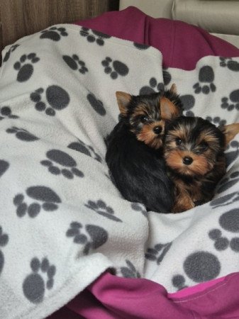 Yorkshire terrier