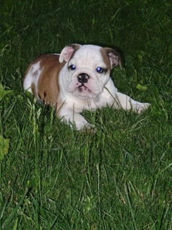 Angol bulldog