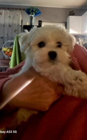 Máltai+uszkár=Maltipoo havanese bichon