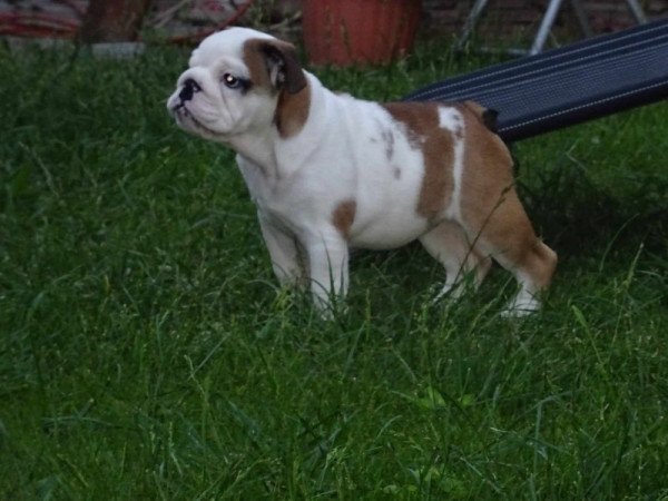 Angol bulldog