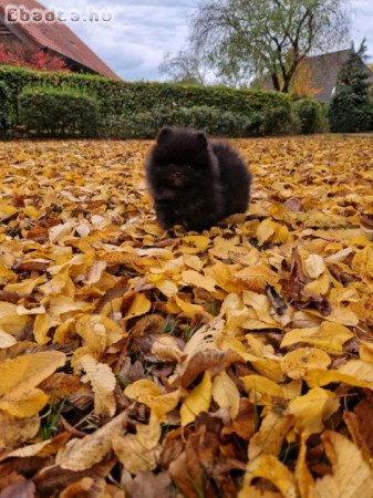 pomerániai kölykök örökbefogadásra