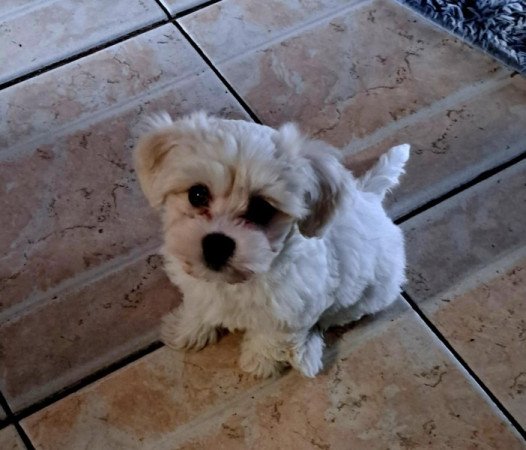 Máltai+uszkár=Maltipoo havanese bichon