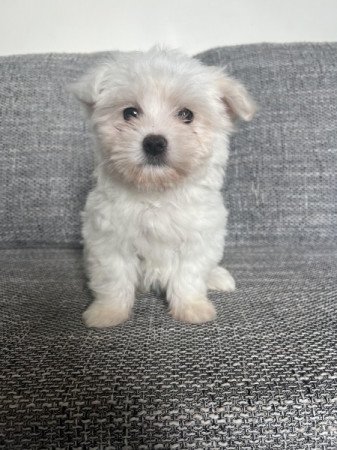 Bichon havanese