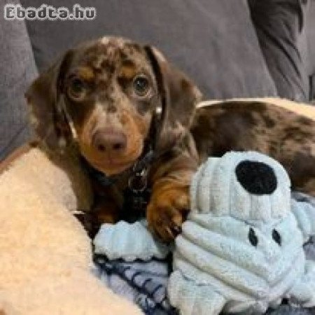 Dachshund puppies for adoption or Sale