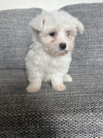 Bichon havanese