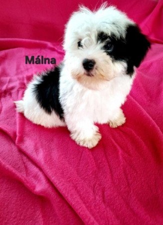 Bichon havanese