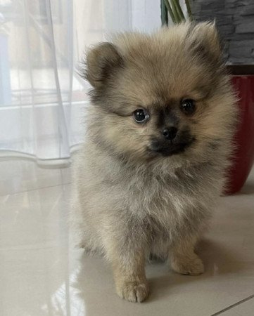 Pomerániai Törpe Spitz