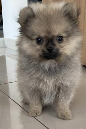 Pomerániai Törpe Spitz