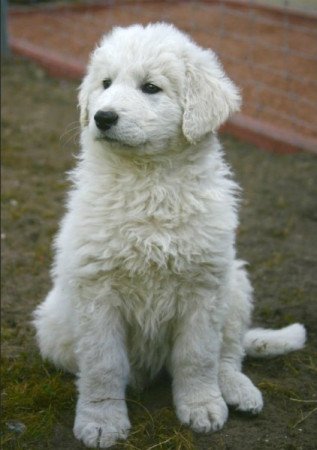 Kuvasz