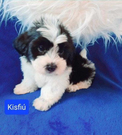 Bichon havanese