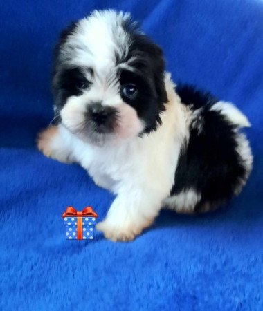 Bichon havanese