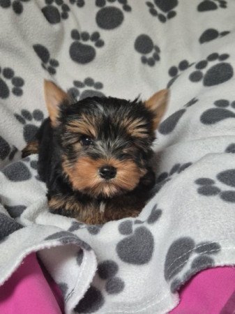 Yorkshire terrier