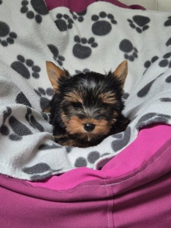 Yorkshire terrier