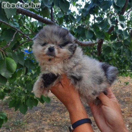 pomerániai kölykök örökbefogadásra