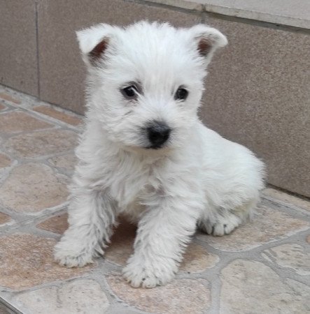 Westie