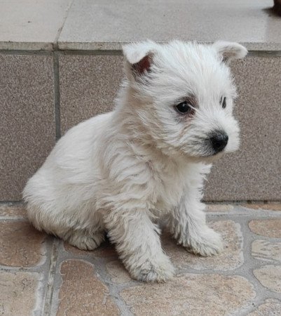 Westie