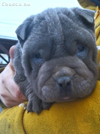 Shar pei kiskutya