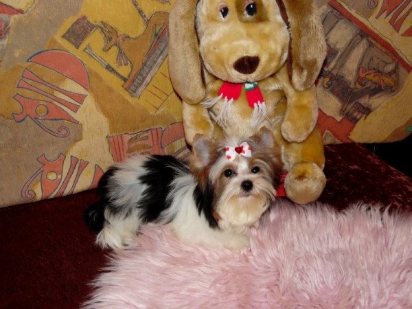 Biewer Yorkshire Terrier Yorki