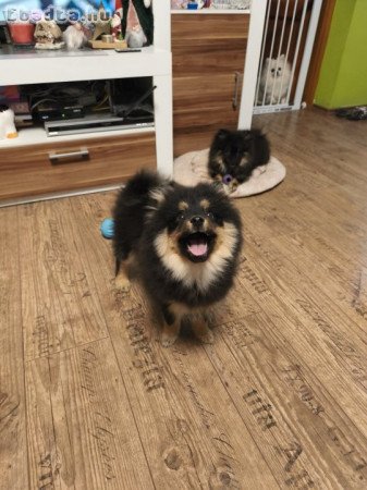 Kisspitz lányok eladók