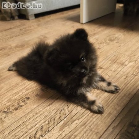 Kisspitz lányok eladók