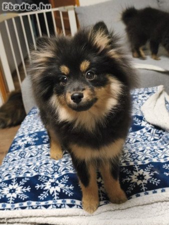 Kisspitz lányok eladók