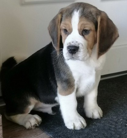 Beagle