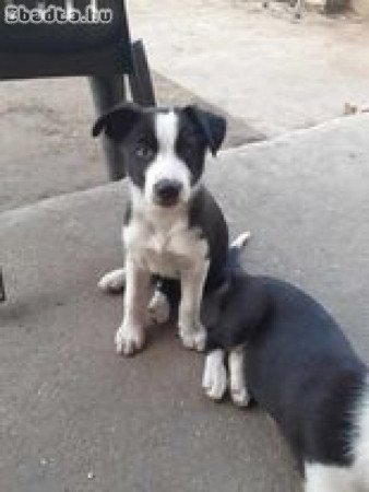 Border Collie kölykök