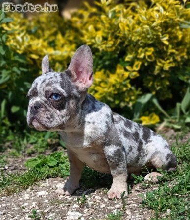 Kan francia bulldog