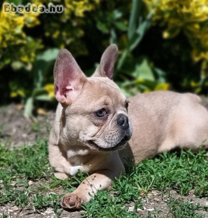 Kan francia bulldog