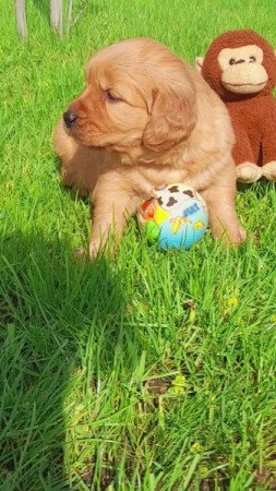 Golden retriever