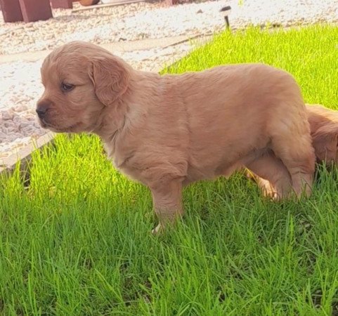 Golden retriever