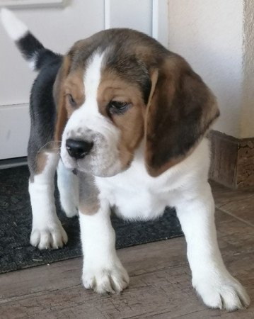 Beagle