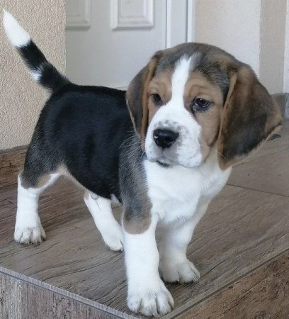 Beagle