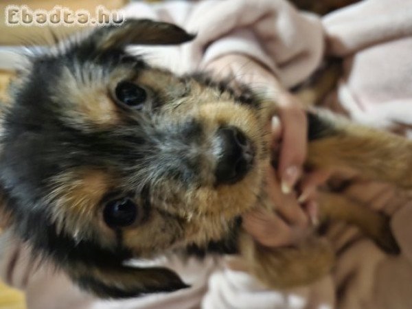 Ingyen elvihető keverék yorki kiskutyák.