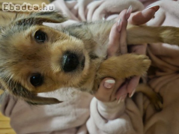 Ingyen elvihető keverék yorki kiskutyák.