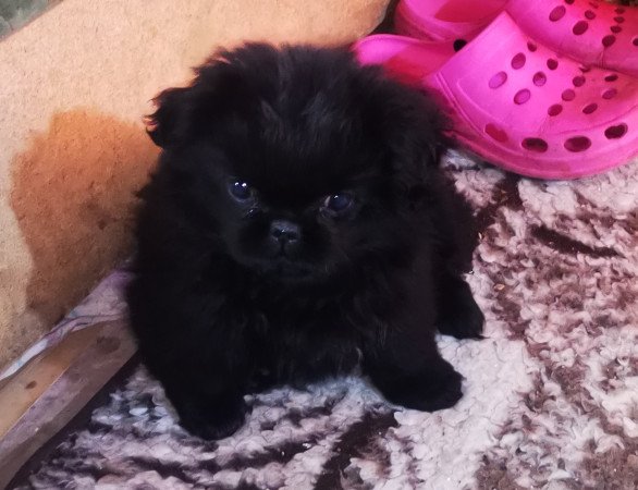 Palotapincsi kölyök Eladó