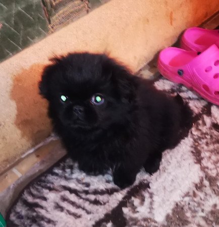 Palotapincsi kölyök Eladó