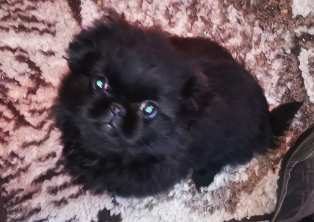 Palotapincsi kölyök Eladó