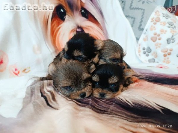 Yorki yorkshire terrier