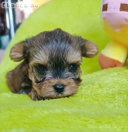 Yorki yorkshire terrier