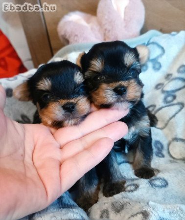 Yorki yorkshire terrier