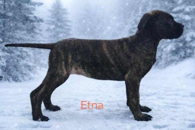 Cane corso